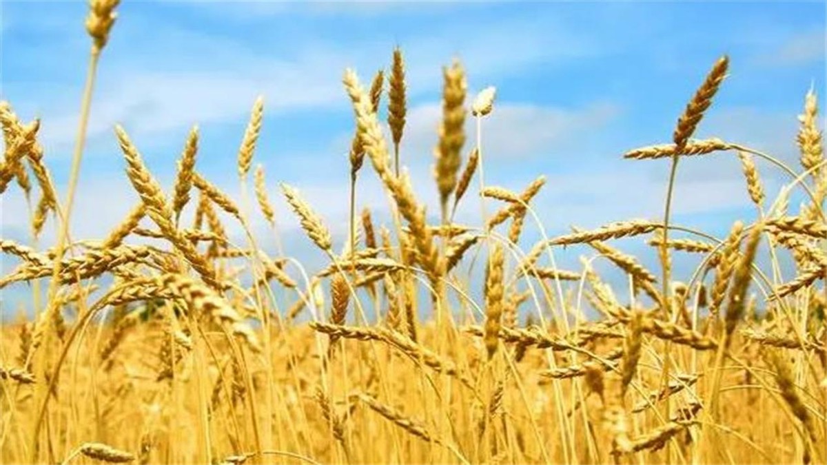 河南严禁任何毁麦事件发生,河南省严禁毁麦事件