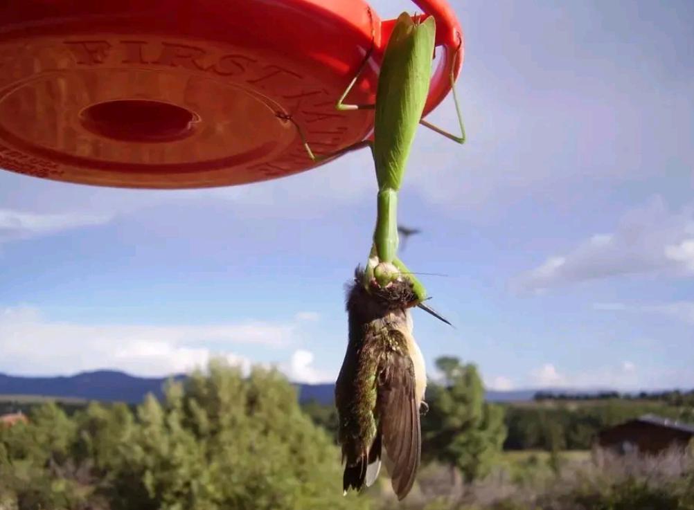 世界上最残酷的动物捕食,世界上最凶残的昆虫有哪些