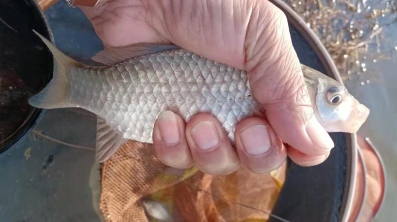 寒冷冬季蚯蚓饵料对比,冬天到底是蚯蚓好用还是饵料好