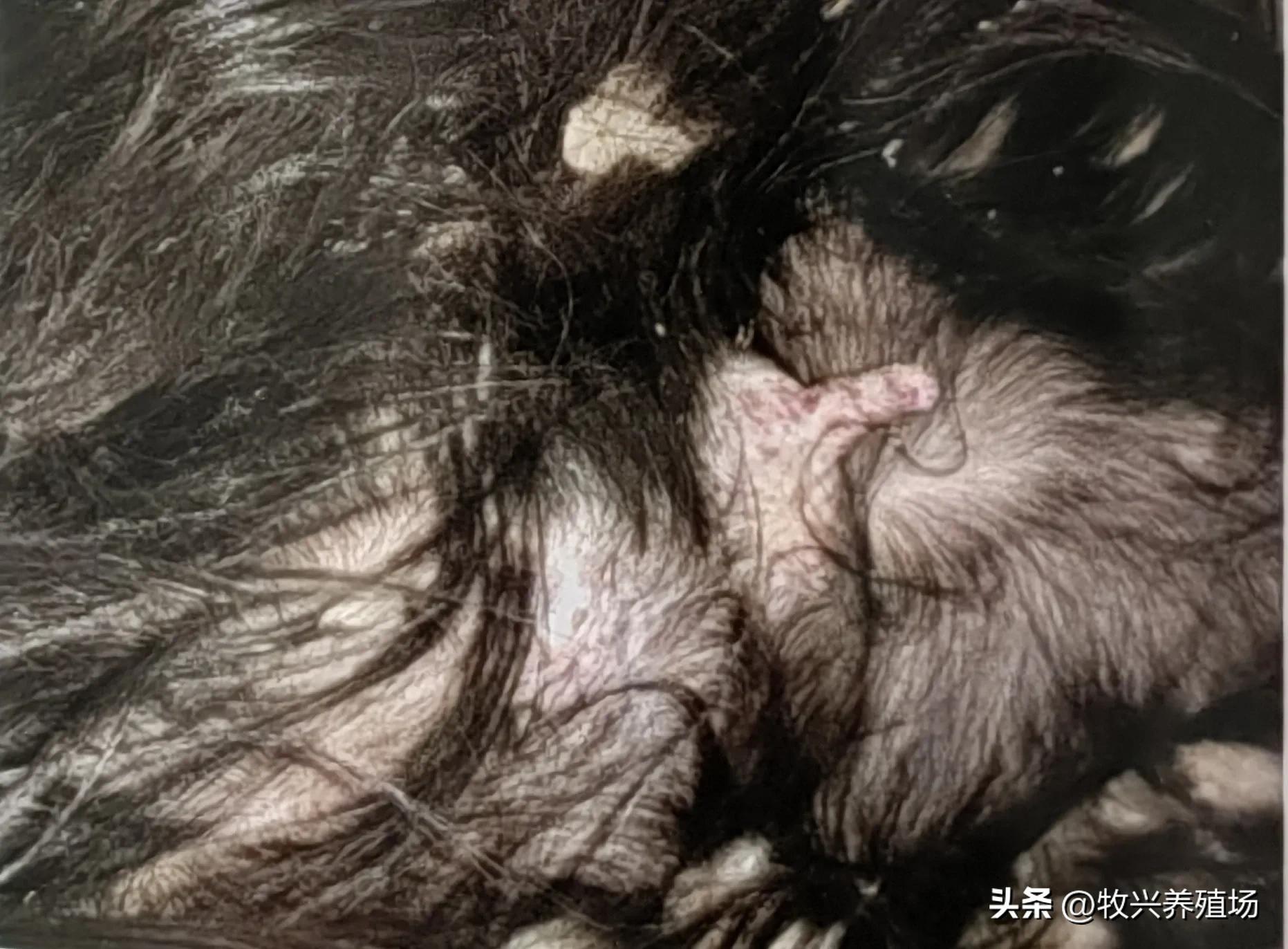 羊传染性脓疱病,羊传染性脓疱病流行特点是什么