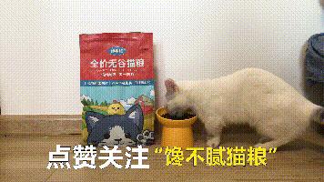 养了一只田园猫应该注意些什么,养田园猫的基础知识