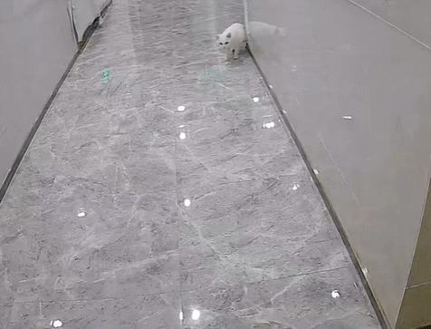 喜当爹!三只公猫凑不出一个蛋,结果...谁给母猫肚子搞大了!