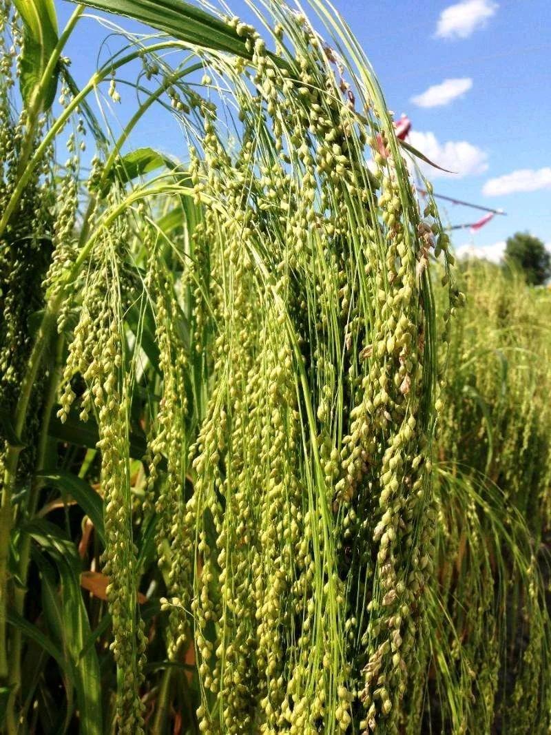 大黄米是黍子米吗,粘大黄米和糯小黄米的区别