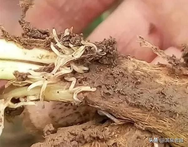 大葱地蛆用什么治,毒死蜱防治大葱地蛆