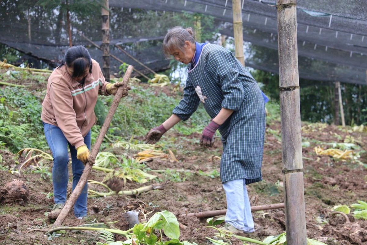 日本小学生的配餐,日本学生餐的教育意义