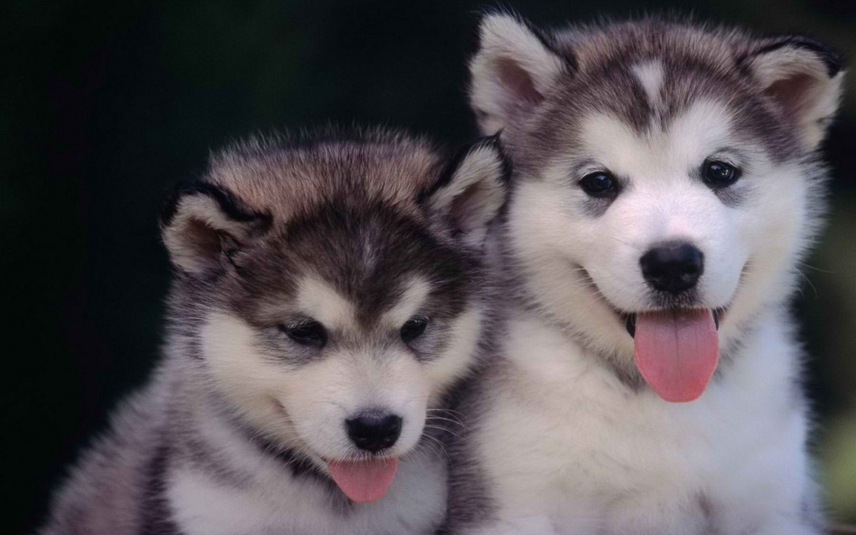 最正确的哈士奇饲养方法,哈士奇爱拆家怎么还那么多人养