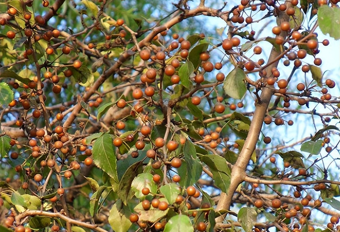 狗屎梨泡酒的正确方法,狗屎梨