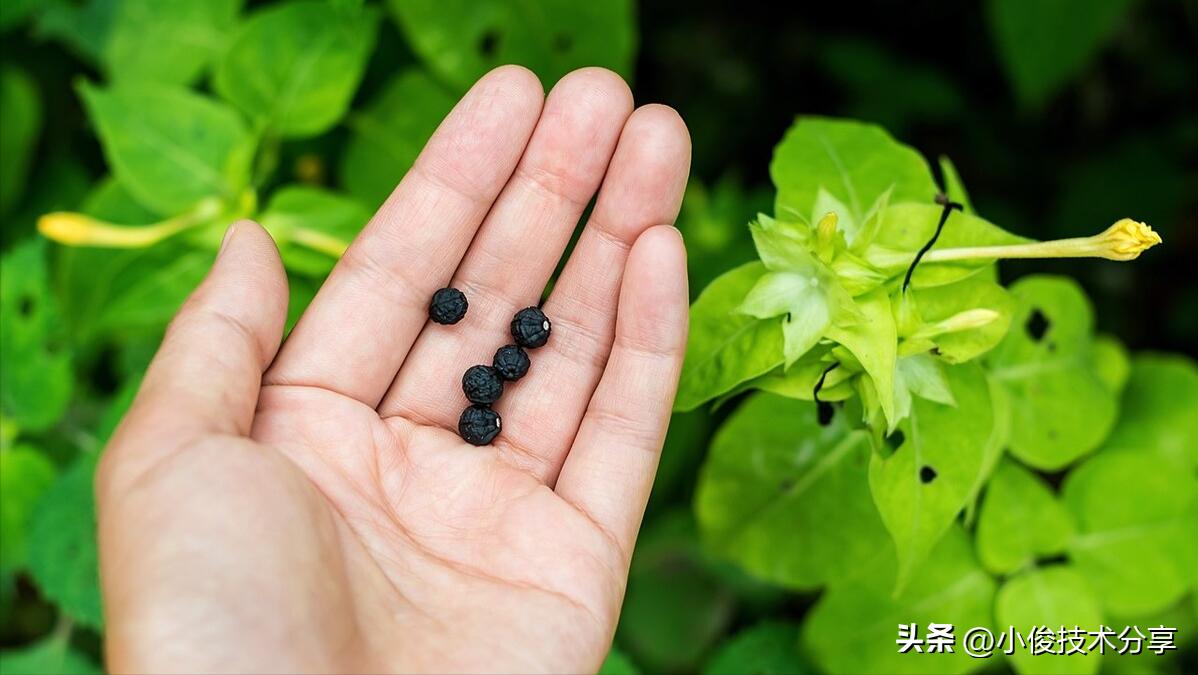 拼多多上不建议购买的4类店铺,拼多多不建议买的十种东西