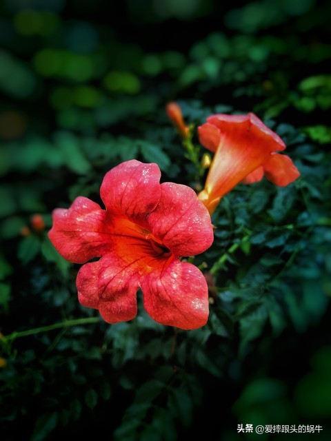 夏日里盛开的凌霄花,绚烂开放的凌霄花
