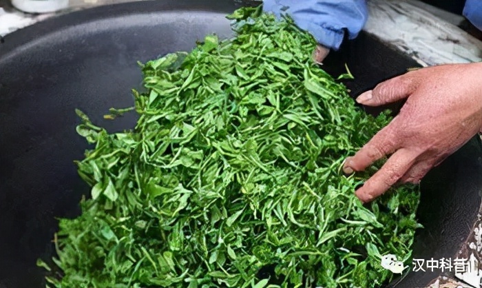 陕西汉中名茶,汉中茶叶加工制作全过程