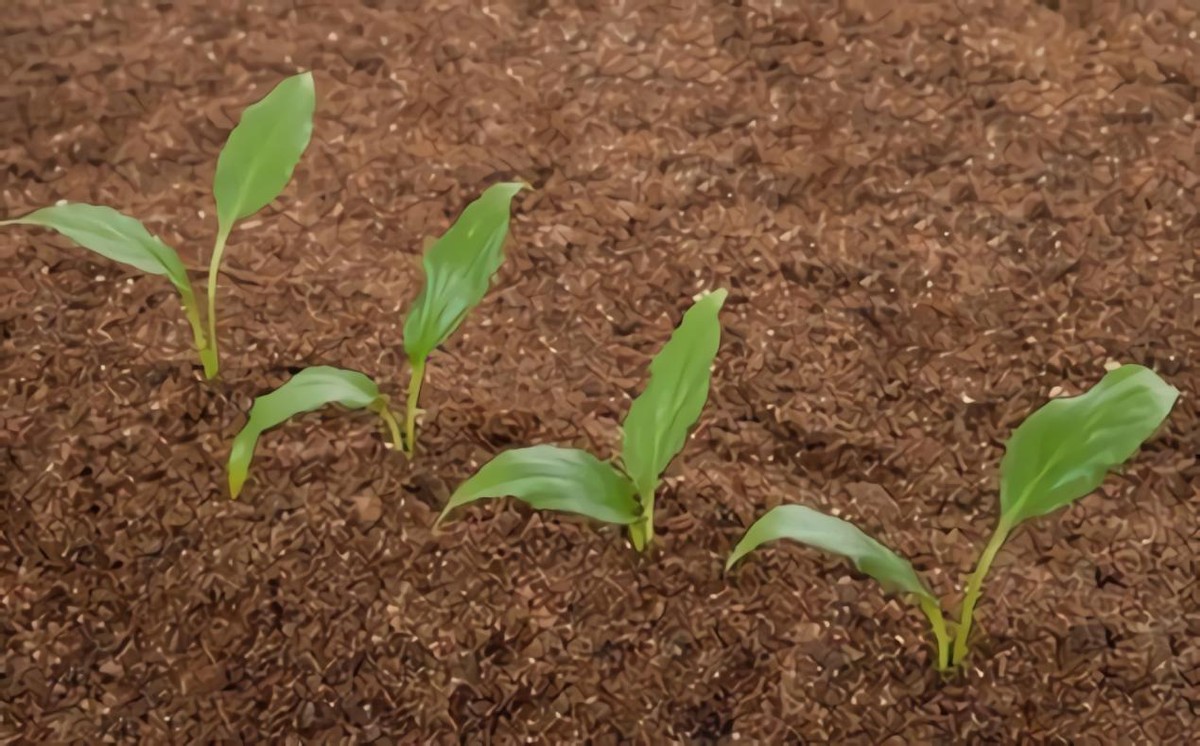 黑土为什么被称为土地中的大熊猫,野生大熊猫值钱吗