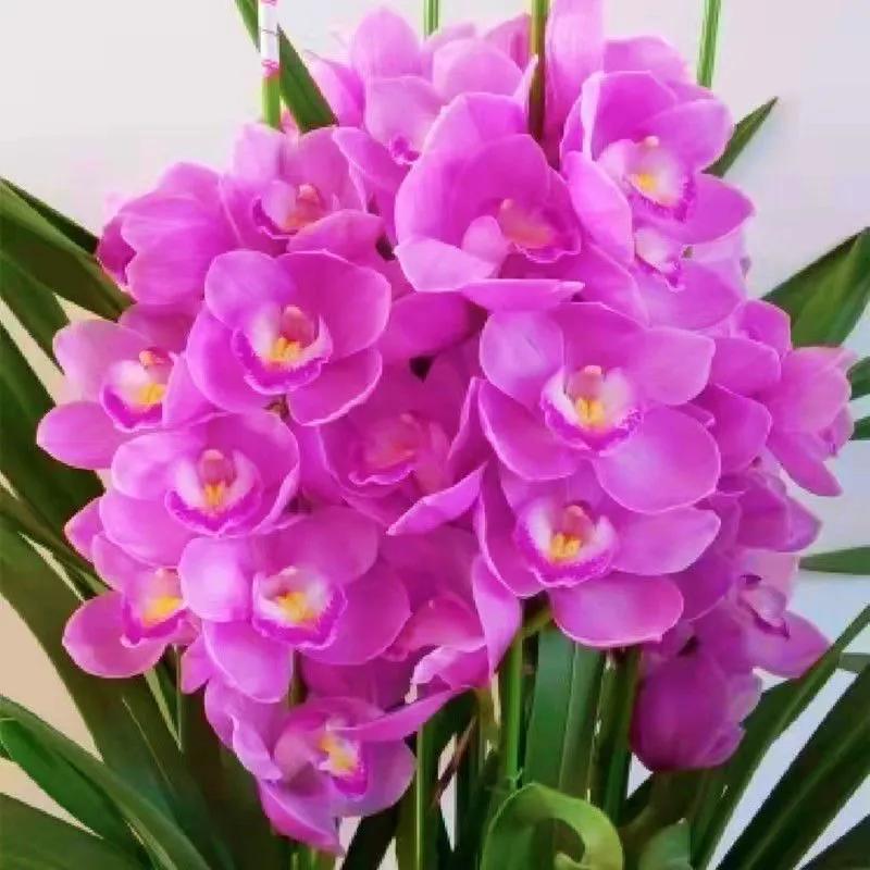 网购兰花如何防骗,如何在网上买兰花不上当