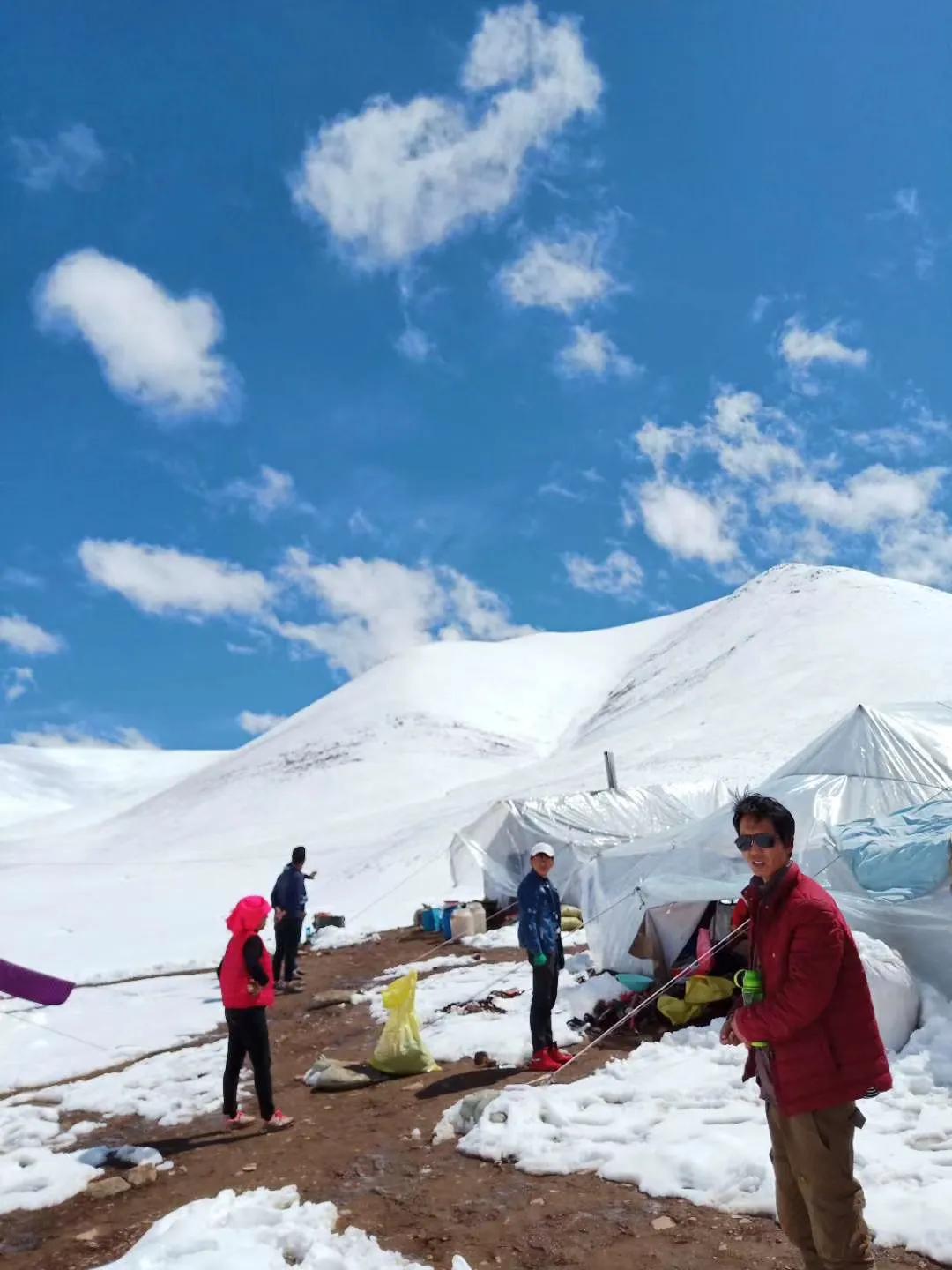 青藏高原真正的冬虫夏草,青藏高原虫草采挖视频