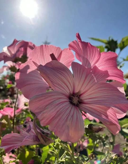 认识各种花的花名,认识各种花的名称