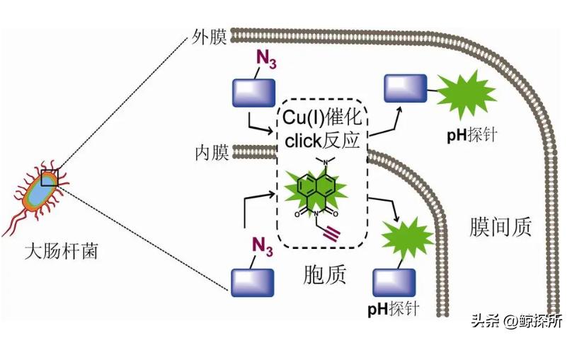 复合水凝胶生物材料,纳米复合水凝胶的应用