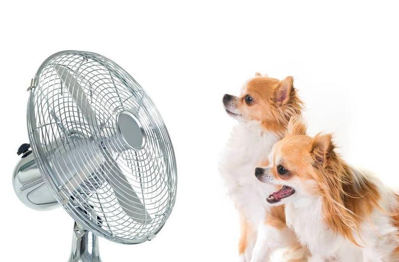 狗狗中暑后正确处理方式,狗狗中暑急救处理方法