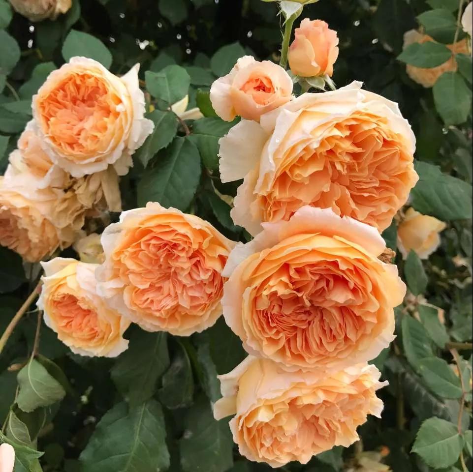 月季品种醉花,月季品种大全及图片欣赏