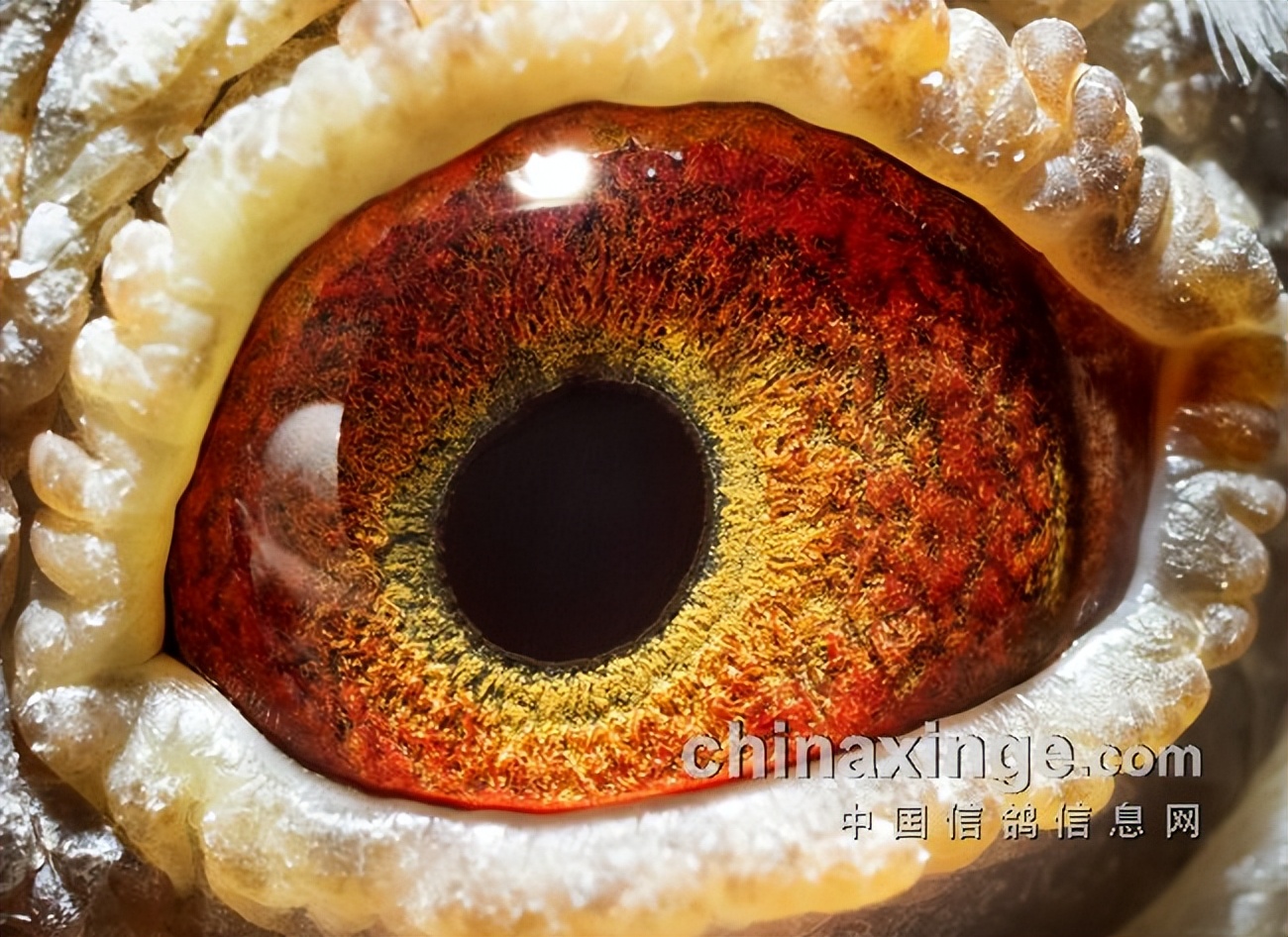 宁镇扬大赛,宁镇扬足球邀请赛