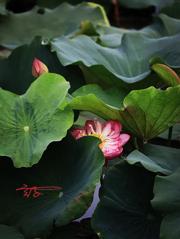 2022淮阳荷花节结束时间,看淮阳荷花节