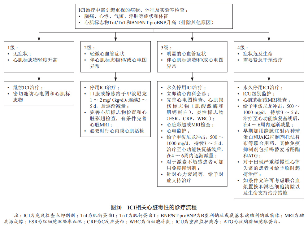 消化系统恶性肿瘤合理用药指南,胃肠道肿瘤免疫治疗前景