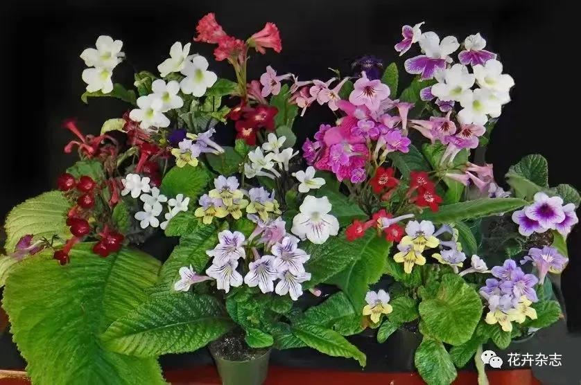 堇花兰的种植方法,浅谈养花技巧