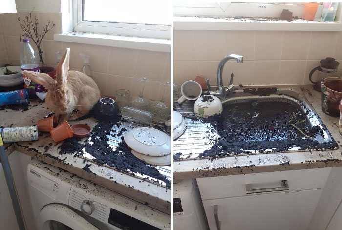 兔兔超可爱的真人照片,兔兔超可爱露脸照片