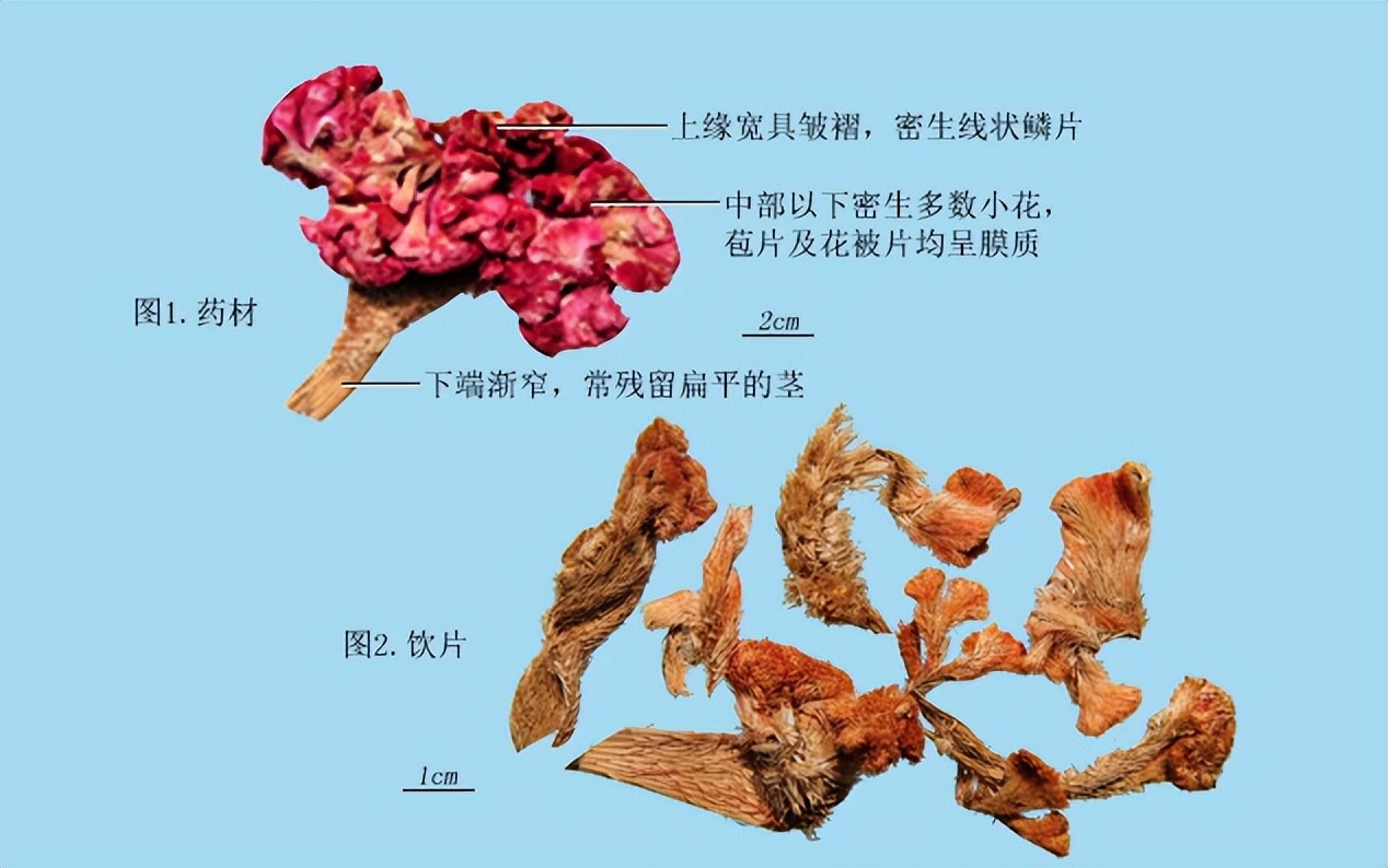 带你识别厚朴,带你识别柴胡