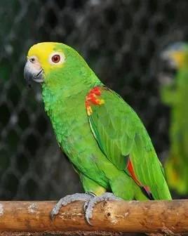 广州长隆野生动物园全部动物,广州长隆野生动物园所有动物介绍