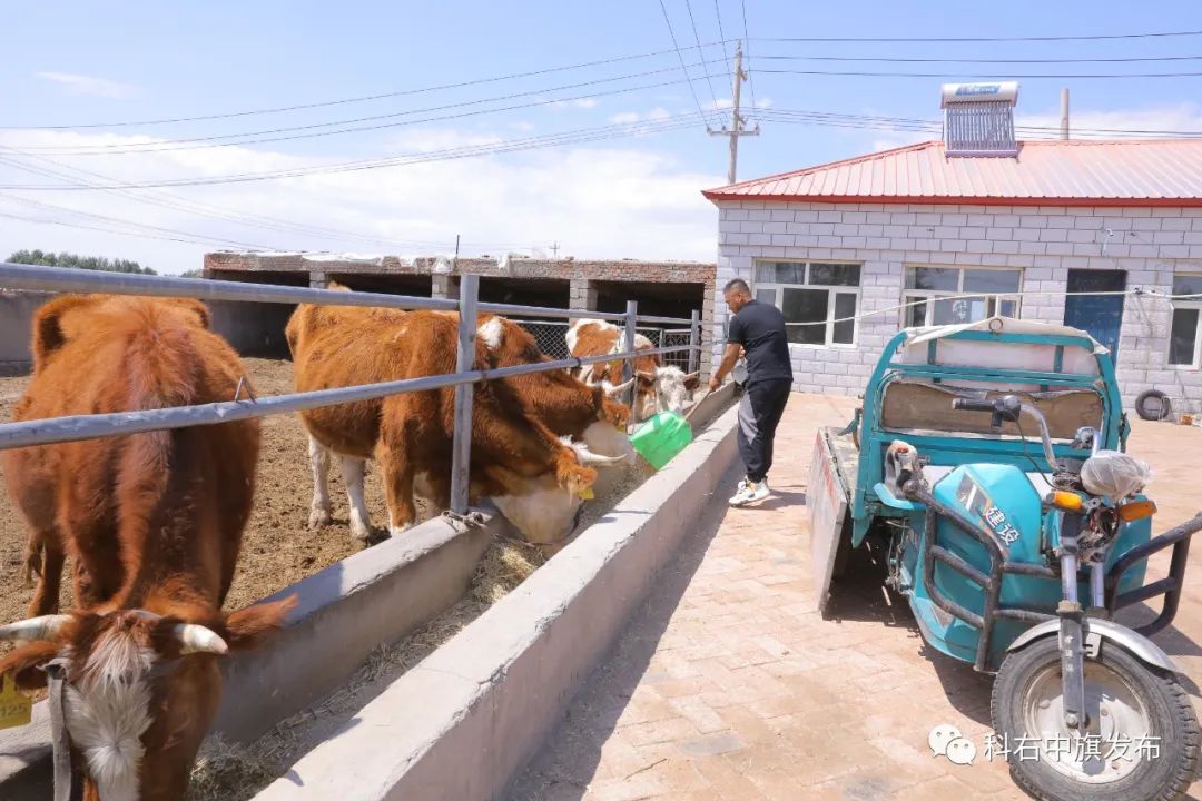 科右中旗肉牛产业链,内蒙古中旗肉牛的养殖技术