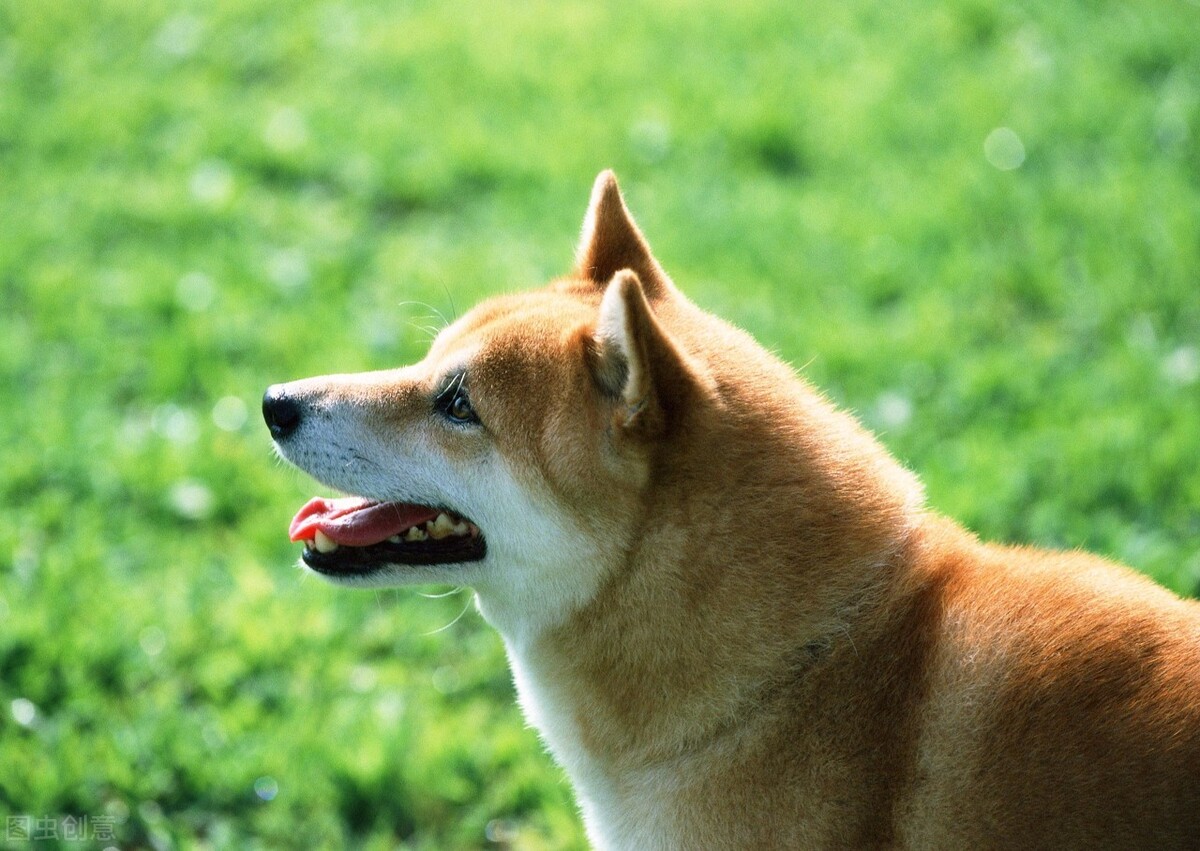 宠物托运包车攻略,宠物托运黄山