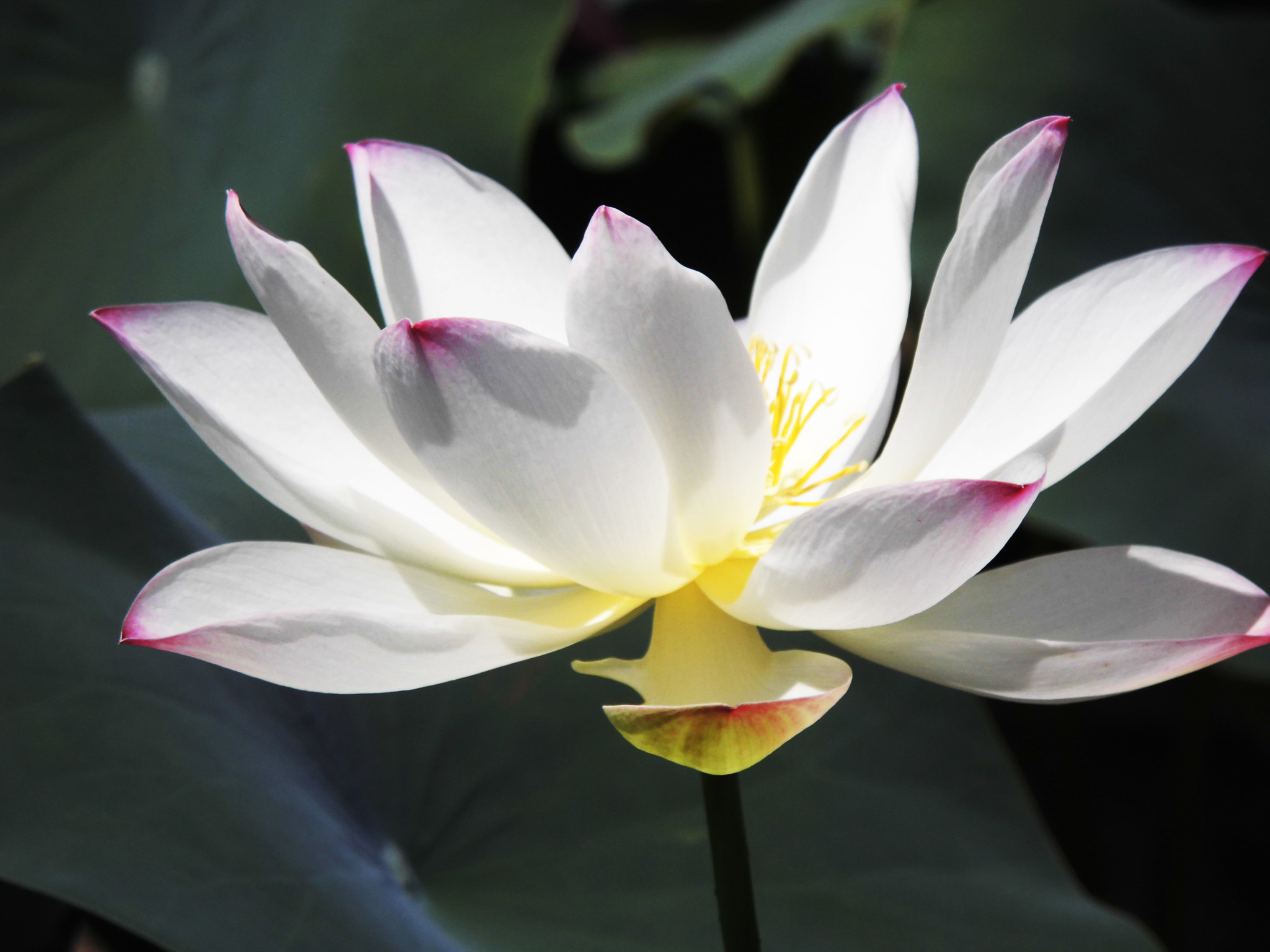 关于荷花的唯美诗句,古人赞美荷花的诗句
