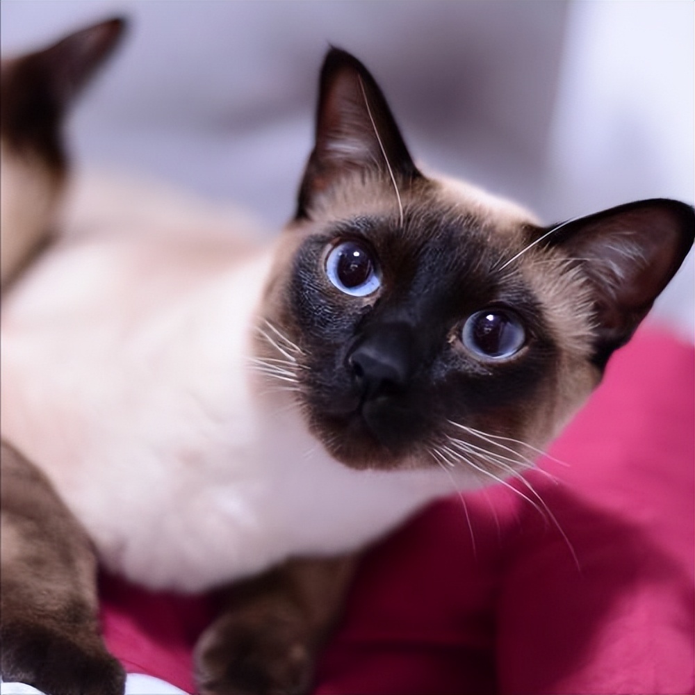 为什么建议新手养暹罗,新手养暹罗猫的十大忠告