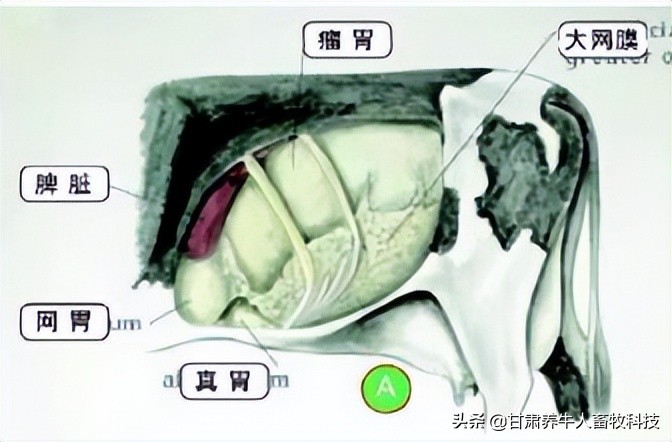 奶牛移胃保守治疗方法,奶牛真胃阻塞症怎么预防