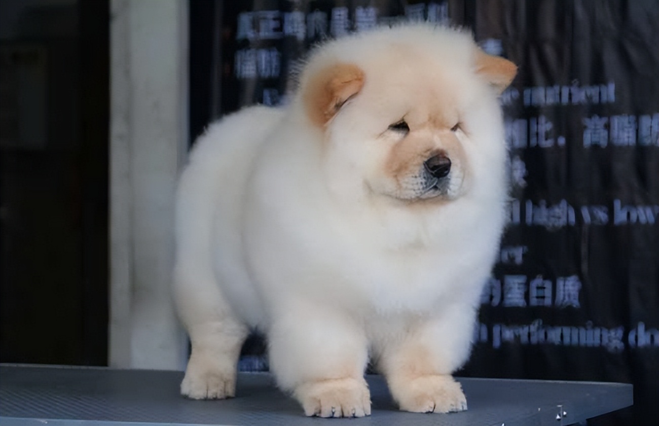 松狮犬突然不吃狗粮怎么办,松狮犬突然不吃狗粮怎么回事