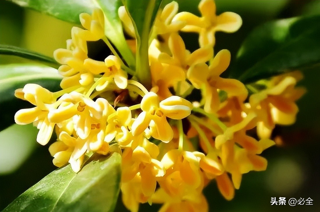 桂花树有哪几种品种图片,桂花树有哪几种品种