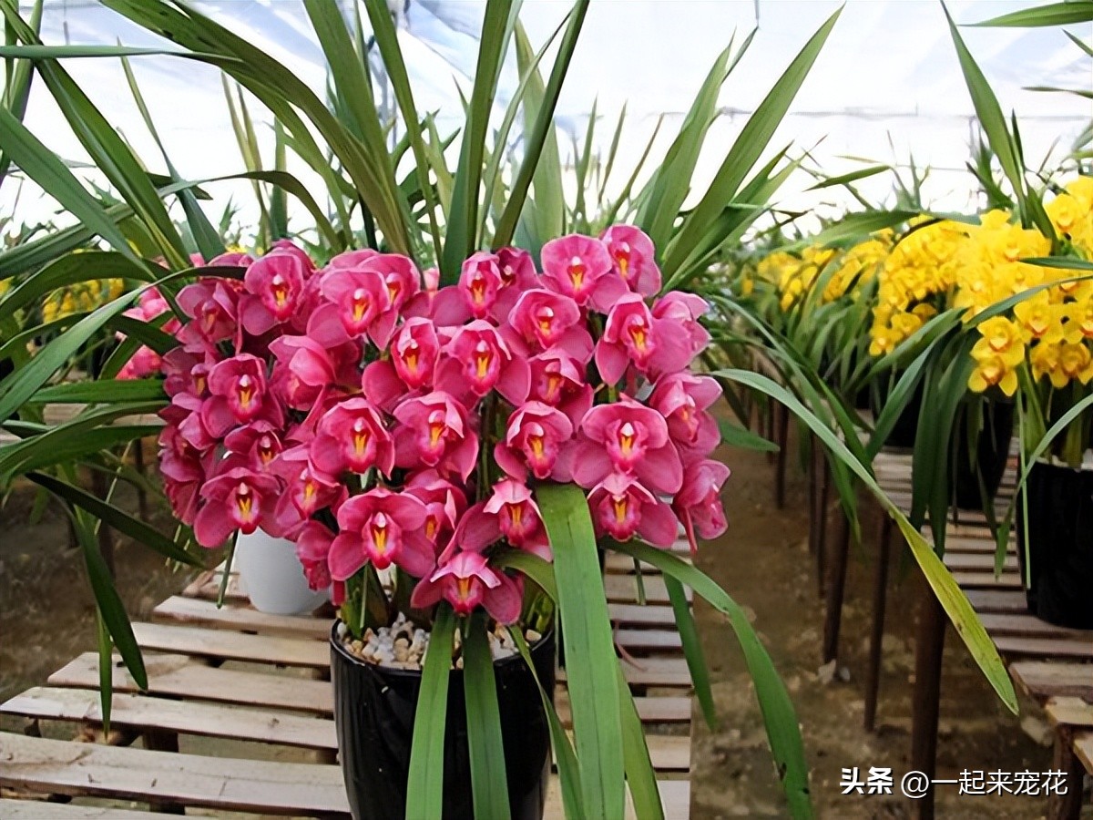 11-12月份开花的兰花是什么兰花,什么样的兰花好养并且花好看且香
