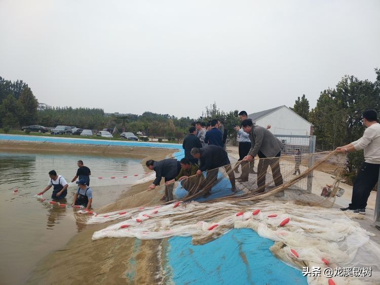 锦鲤分多少种什么样的锦鲤最好养,锦鲤要怎么选才能选到好的锦鲤
