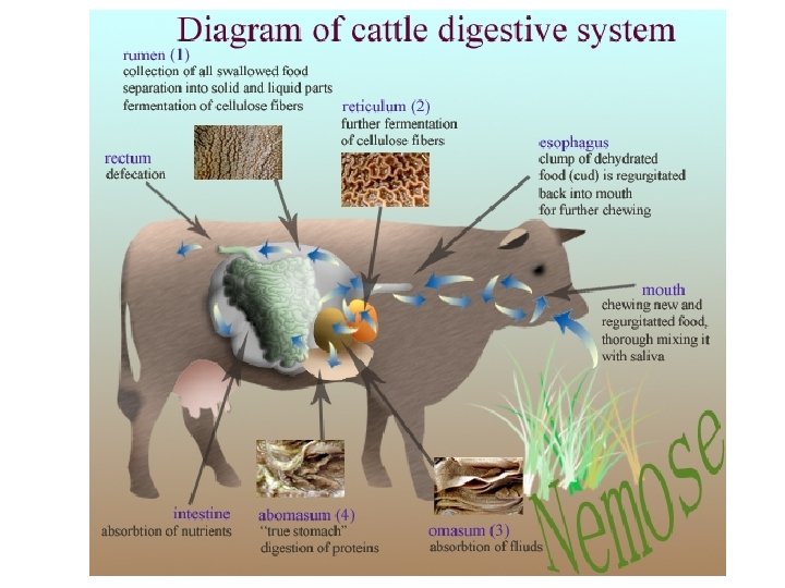 美国养殖牛为什么在牛身上开个洞,美国人养牛在牛肚子里开个大洞
