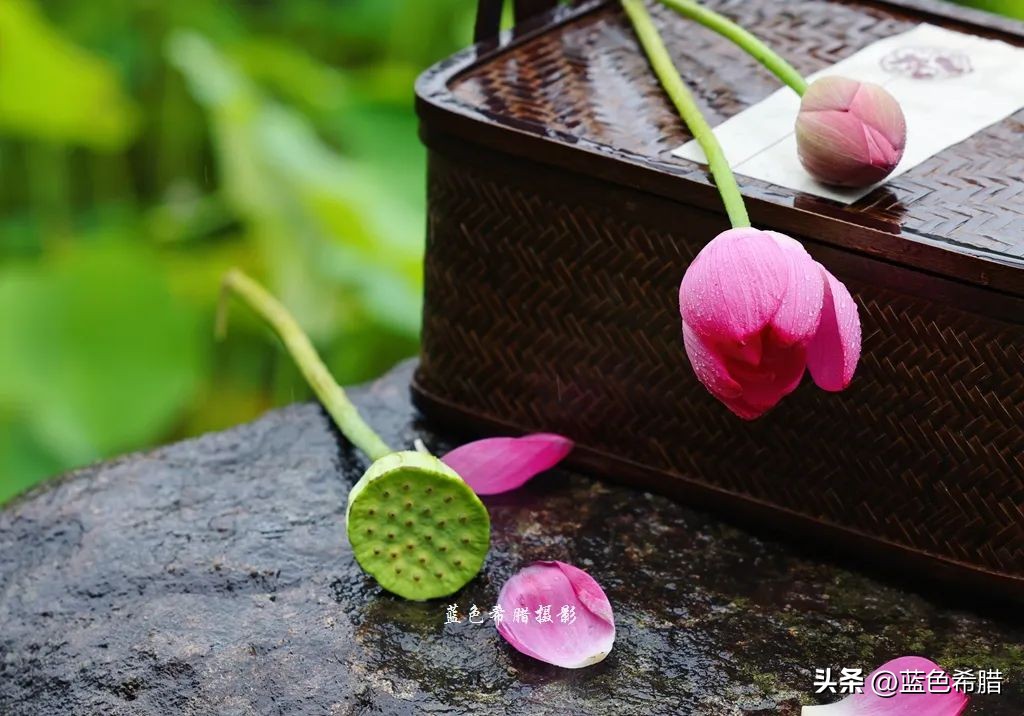 绚烂夏花，夏日物语，或热烈、或温婉，让这个夏天有了色彩和香气