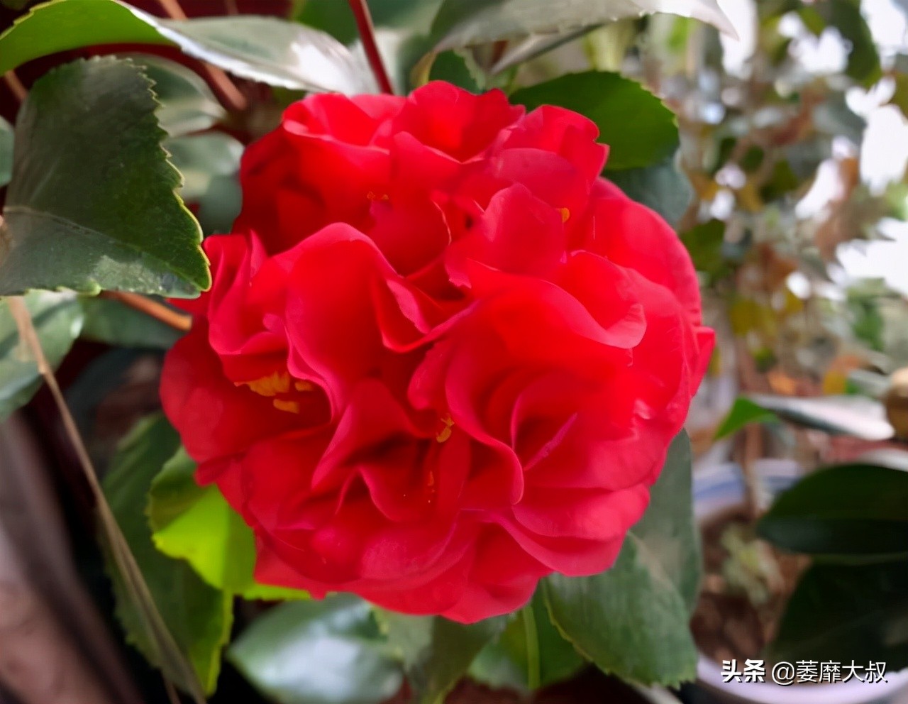 此花简单易养四季开花极为别致,此花花色繁多有淡香味易养易成活