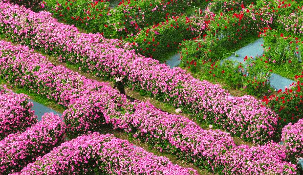 安徽芜湖爱在鸠兹文旅消费季,爱在鸠兹相约七夕