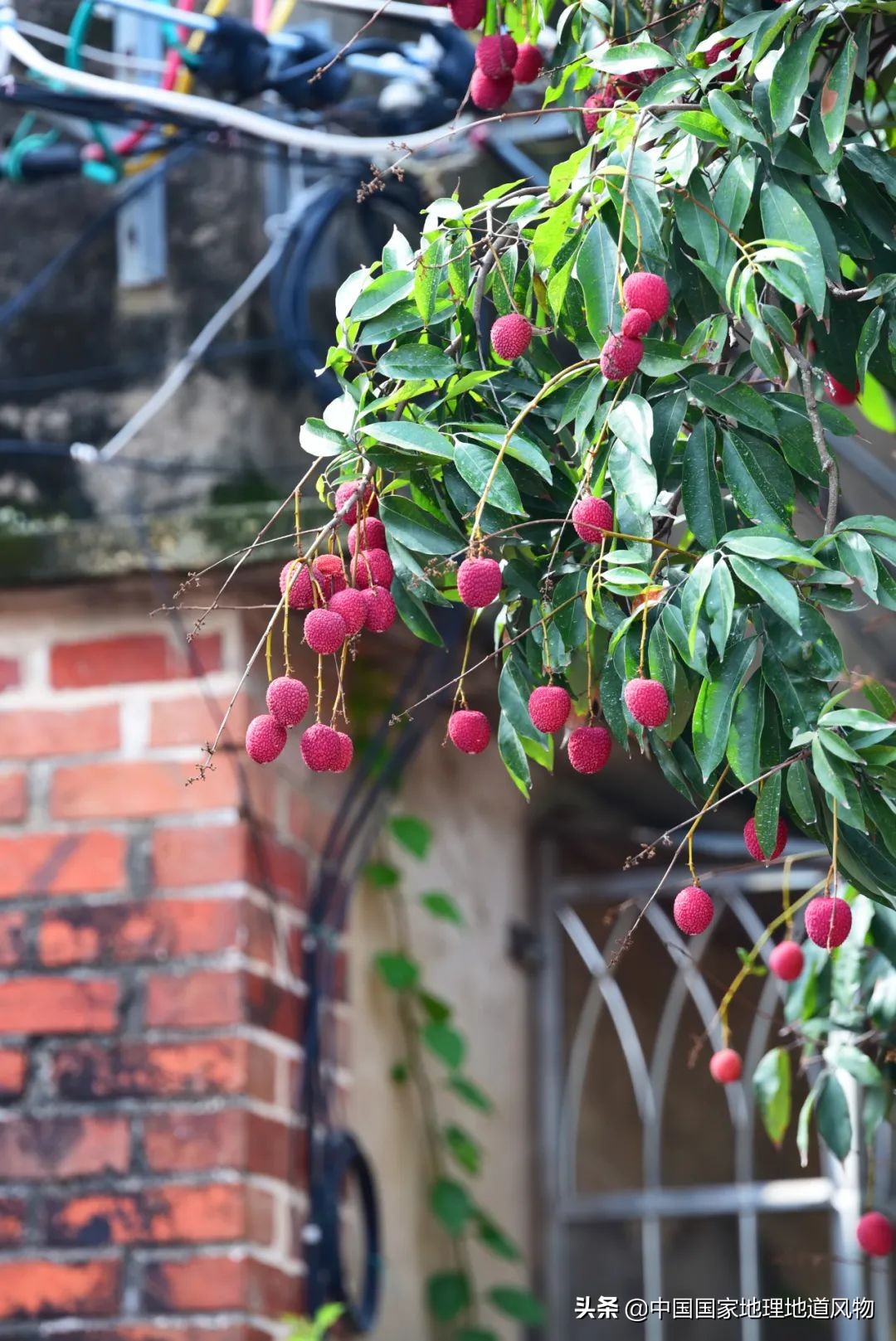 莆田的枇杷什么时候最好吃,莆田的枇杷又大又甜