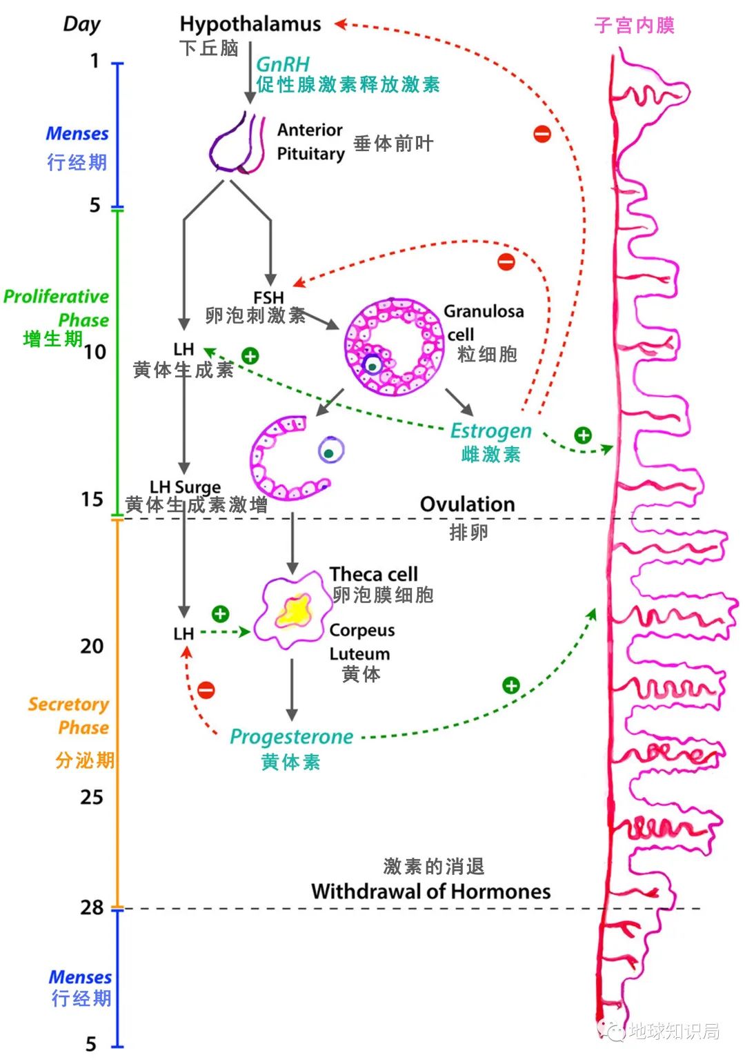 切除子宫的人会免疫力低吗,切除子宫的人寿命长吗