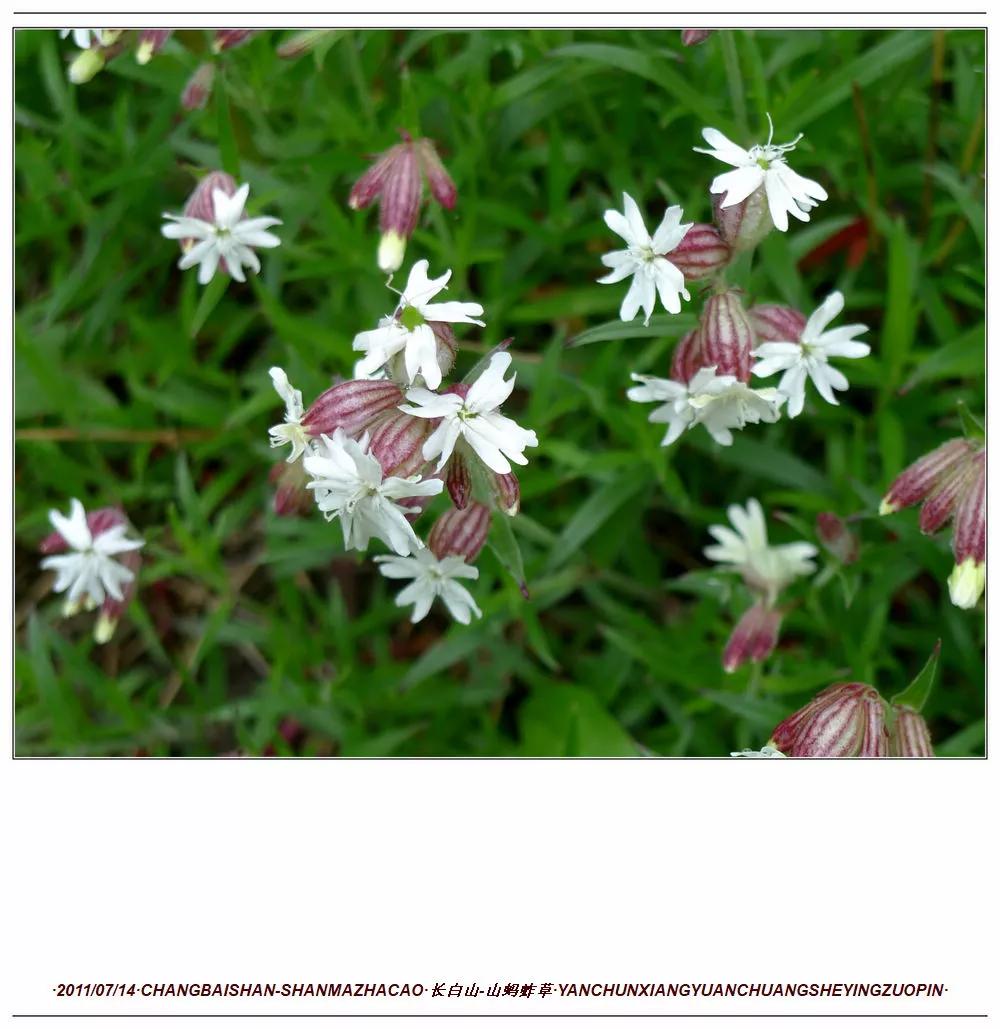 长白山蚂蚱草,第一次见奇怪的草