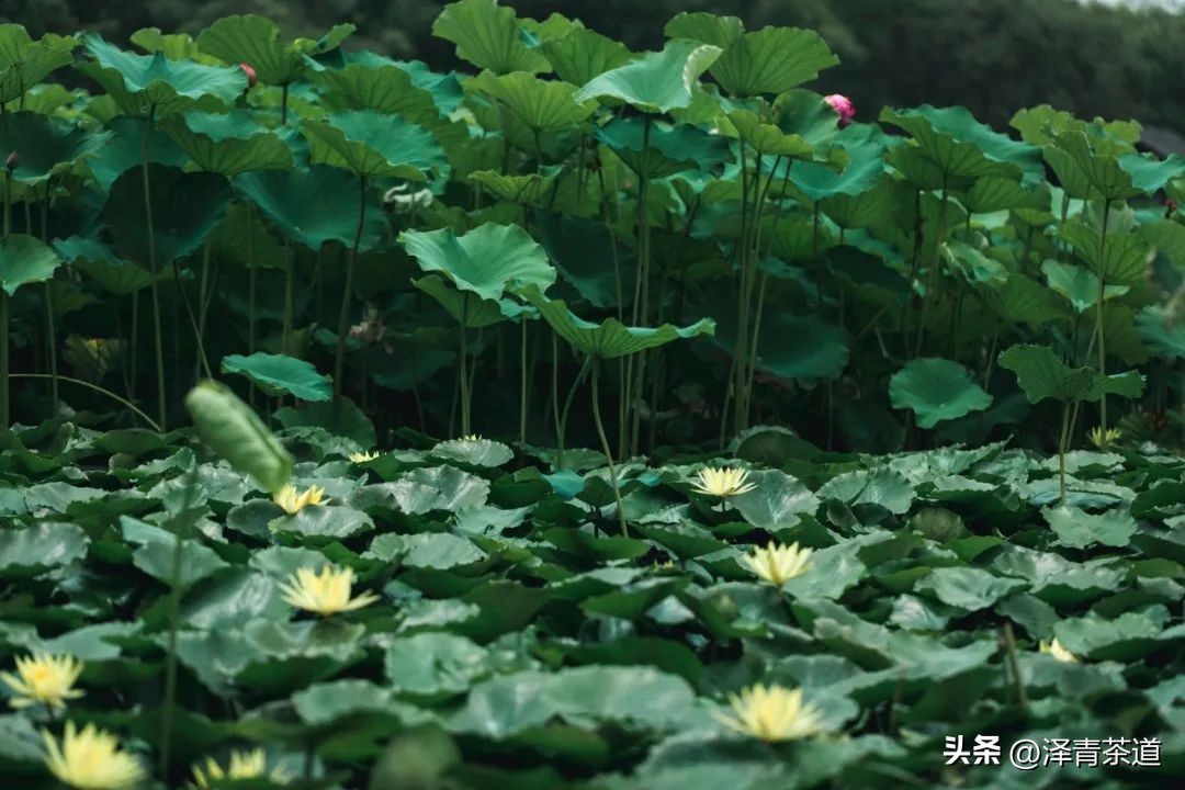 夏至蝉始鸣半夏生全文,夏至蝉始鸣半夏生什么意思