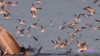 座头鲸张开大嘴捕食,鲸鱼吃巨鲸