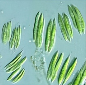 浮游植物增加会水质富营养化吗,浮游植物对水体起哪些作用