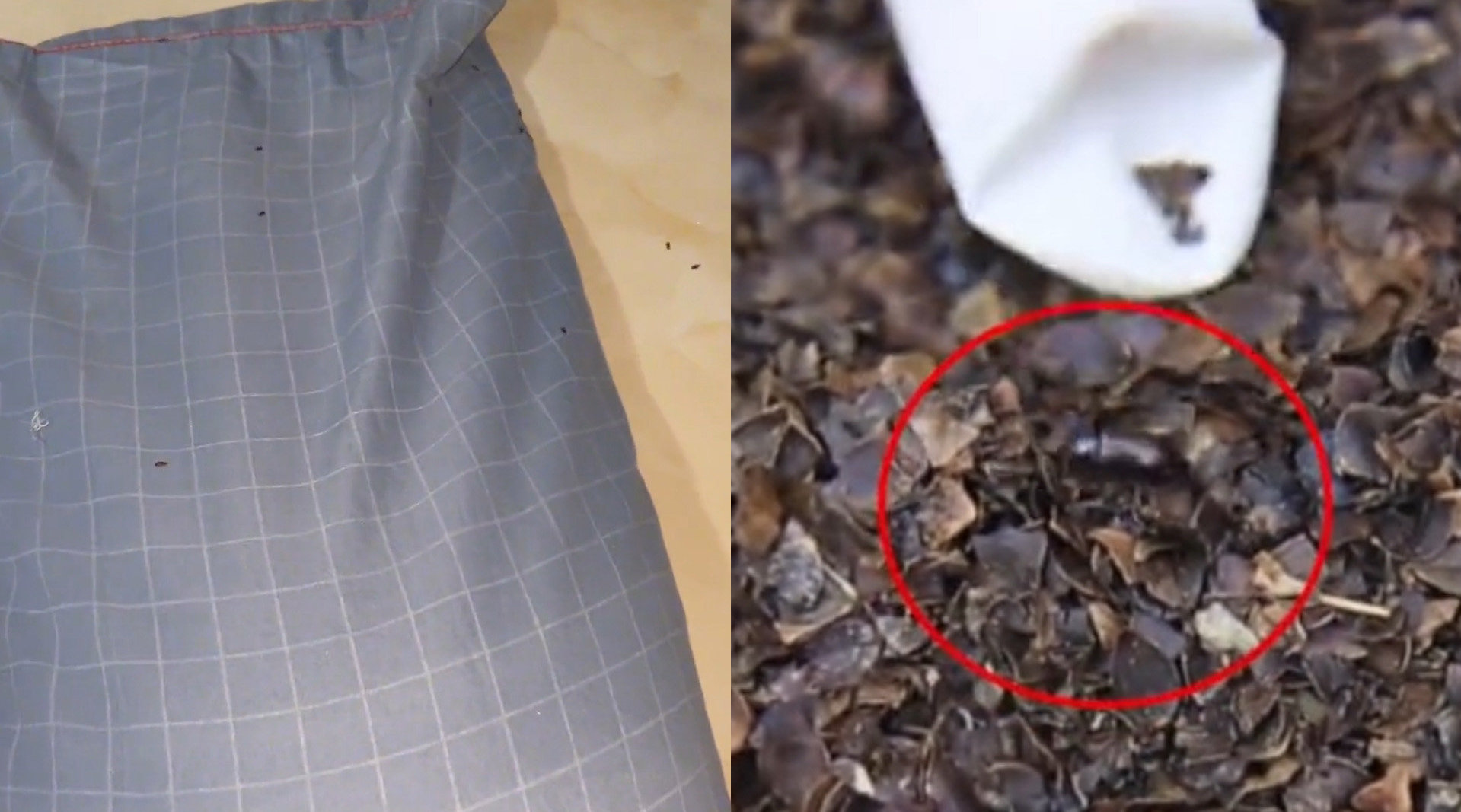 女子耳朵疼,女子耳朵痛痒难耐拆开枕头全是虫