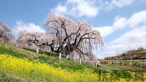 【说说日本的三大樱、五大樱以及观赏期推荐、交通路线介绍】