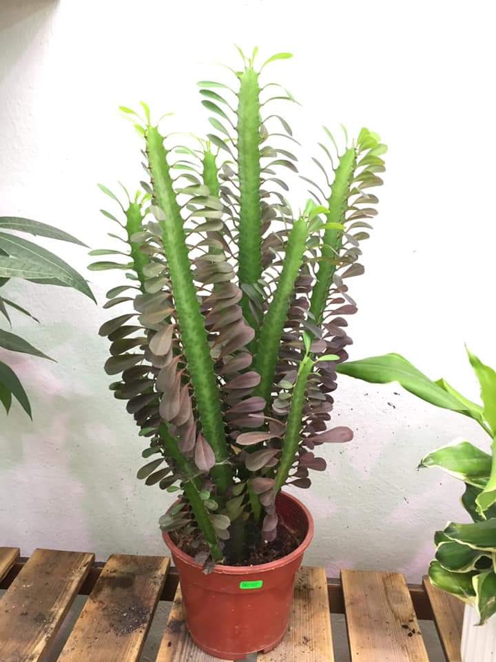 哪些多肉植物不能叶插,哪些多肉植物不需要阳光